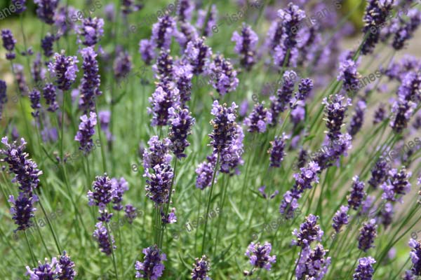 楽天市場】早咲き濃紫3号・ラベンダー(スパイカ系)/ハーブの苗 9cm