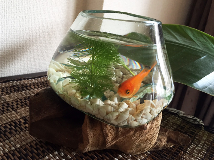 楽天市場】テラリウム アクアリウム オブジェ ナチュラルウッド