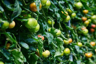 野菜、“才” 発見。Vol.1 トマト｜RF1 - アール・エフ・ワン -