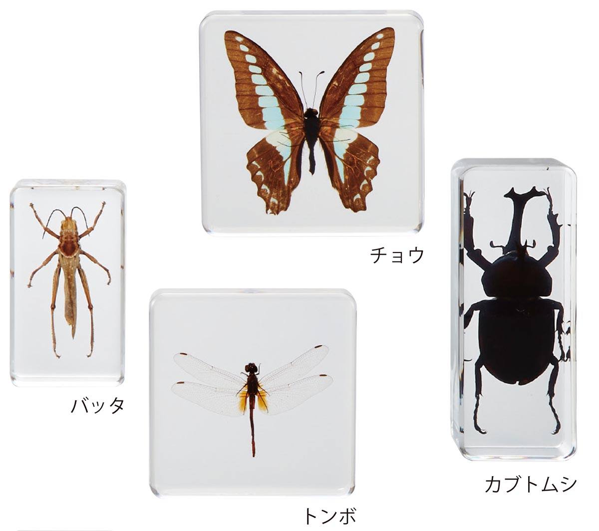 プラスチック封入昆虫標本 (シリーズ) 【りかなび】ケニス株式会社