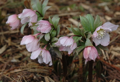 クリスマスローズ ヘレボルス原種・交配種 原種交配販売 ＞ クリスマス