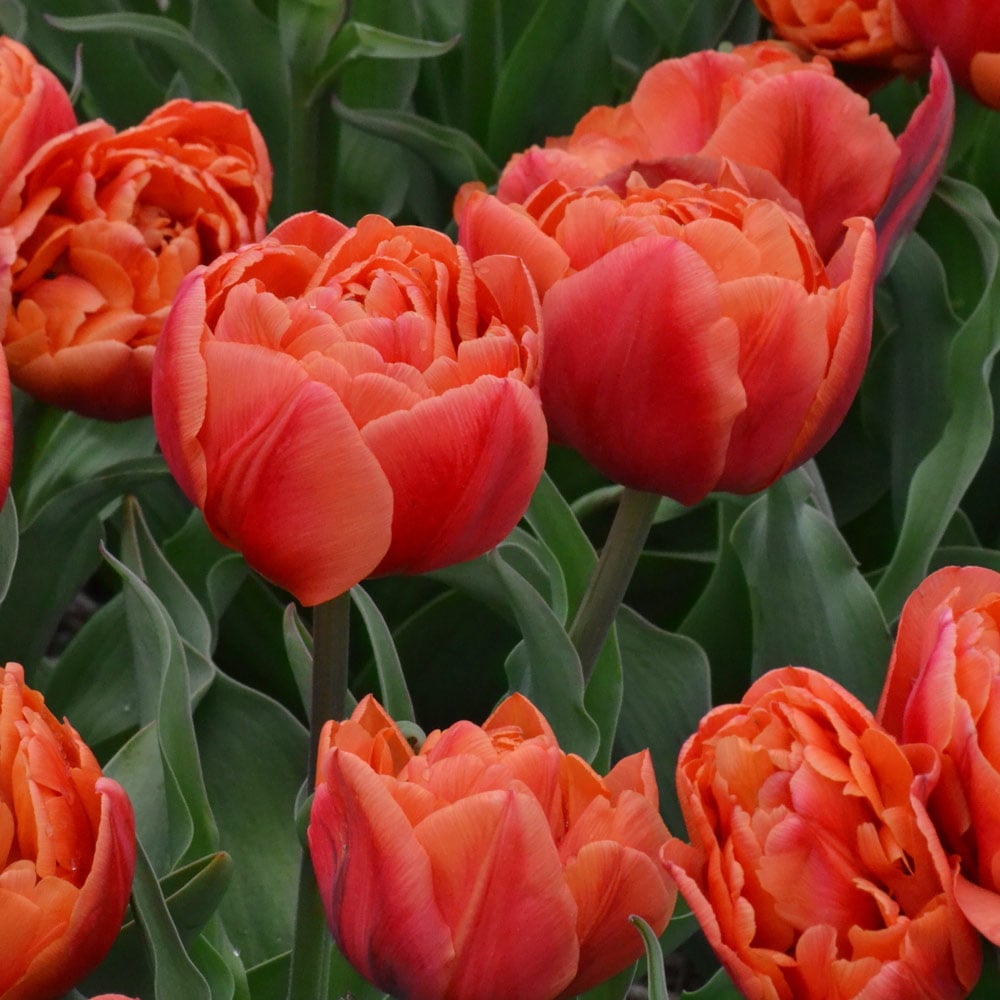 Tulipa 'Caracas' | White Flower Farm