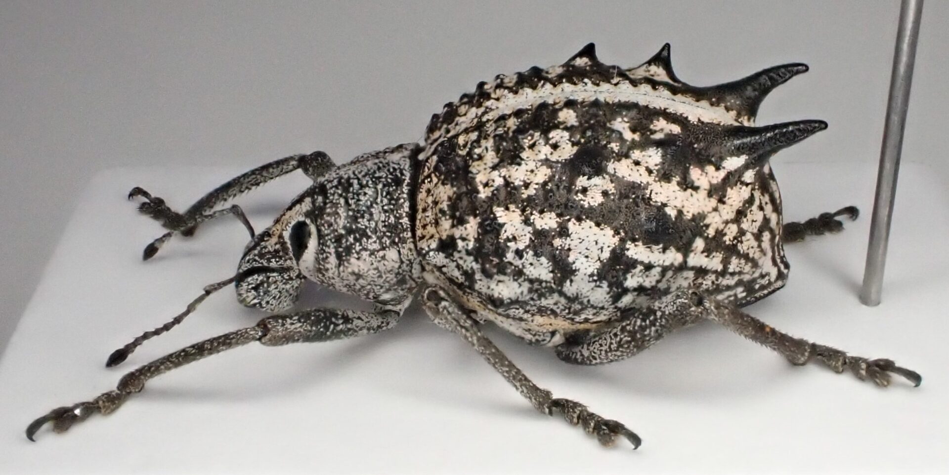 オーストラリアのトゲのあるゾウムシ(Catasarcus sp.) | ヴンダー