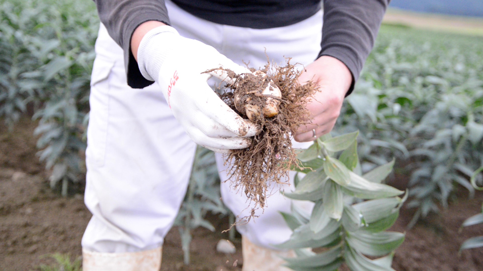 ユリ - 津南町ホームページ