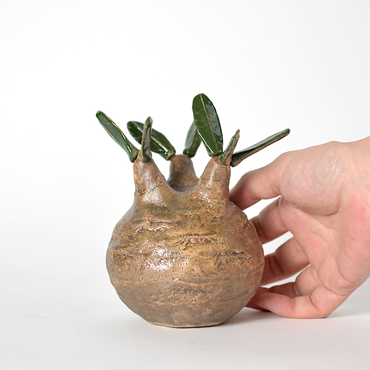 陶植 グラキリス S | 多肉植物・特別な鉢の販売 | トーキー | TOKY