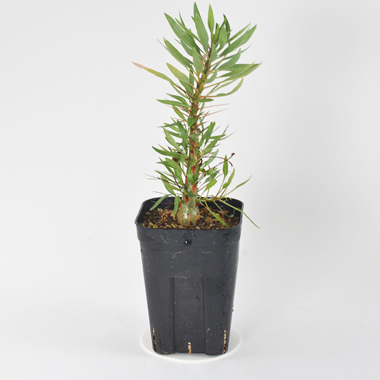 CACTUS GREEN] Fouquieria purpusii | 多肉植物・特別な鉢の販売