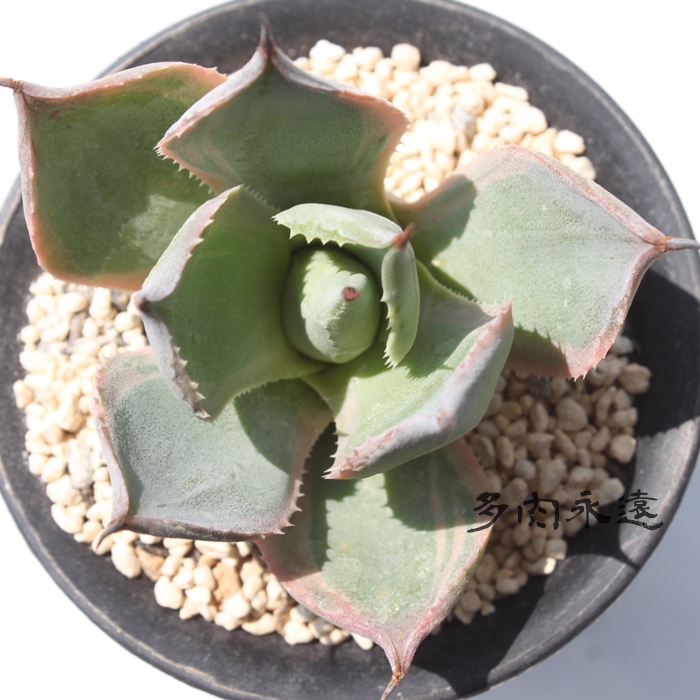 鳳凰,アガベ属,鳳凰の通販,鳳凰の育て方増やし方,鳳凰開店祝い