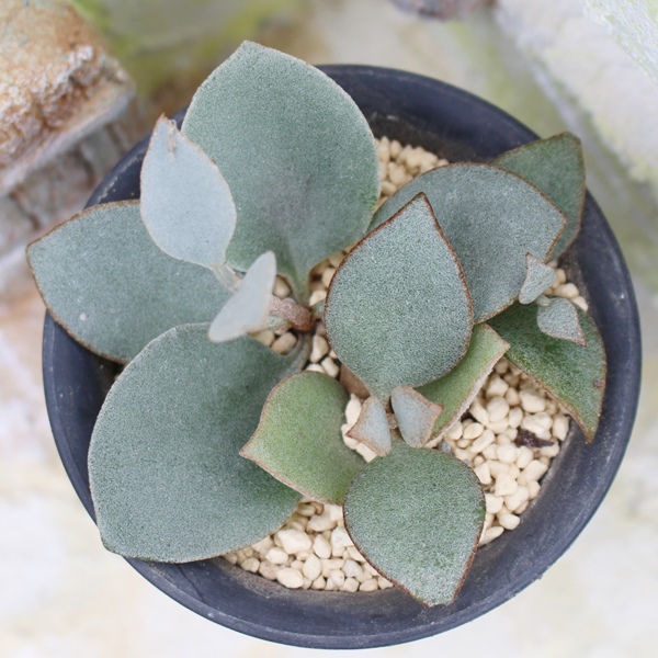 銀のスプーン,銀のスプーン販売,銀のスプーン通販,銀のスプーン育て方