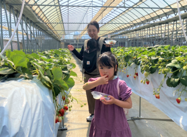 コロコロいちごファームのいちご狩りに新品種「あまりん」が登場