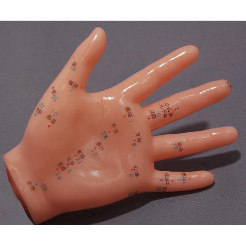 鍼灸 針灸 按摩 手ツボ 模型 日本語対訳付 - 横浜中華街天宝堂本店