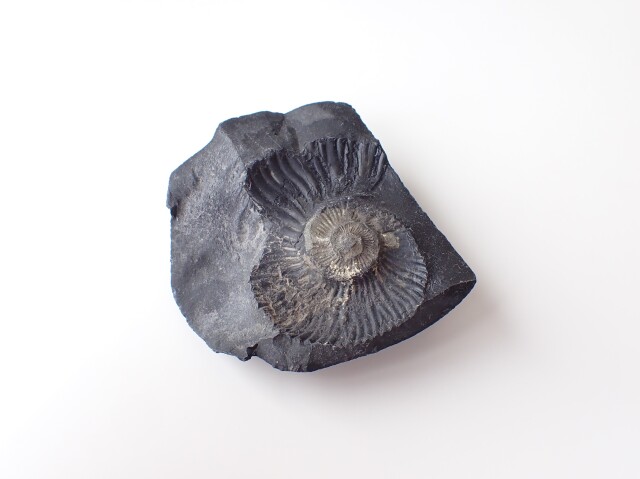 AL0036 ネパール産 アンモナイト 化石／Saligram（サリグラム