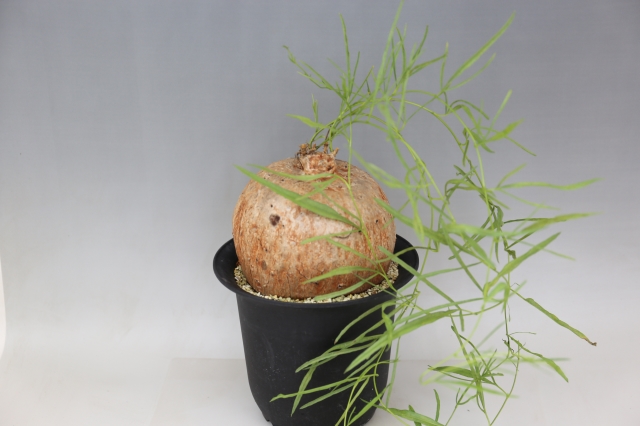 ボルシアーナ A0805☆イポメア コーデックス 多肉植物☆「送料無料