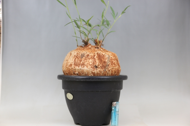 ボルシアーナ A0850☆イポメア コーデックス 多肉植物☆「送料無料