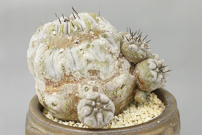 黒王丸モンストローサ 現地球輸入株type A1824☆コピアポア サボテン