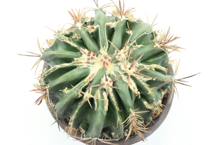 綾波モンスト(接降し株 台：袖ヶ浦) A2825☆アヤナミ ホマロケファラ