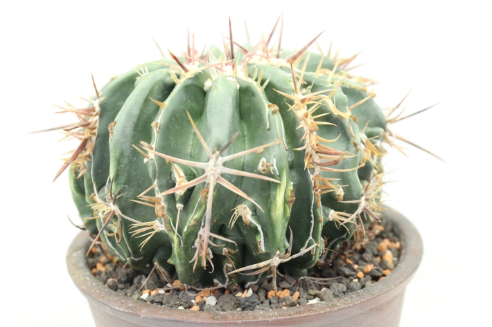 綾波モンスト(接降し株 台：袖ヶ浦) A2825☆アヤナミ ホマロケファラ