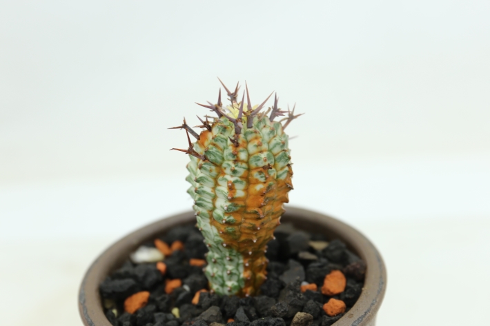 群星冠錦 A2886☆ユーフォルビア 多肉植物☆「送料無料」浦部陽向園