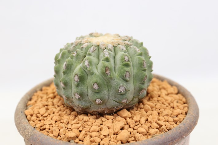 刺無し孤竜丸 接ぎ降ろし A3511☆コピアポア コルムナアルバ サボテン