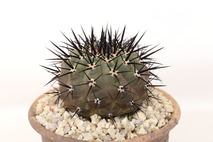 黒王丸(黒刺大型type) 輸入株キリン台付 A3746☆コピアポア シネレア