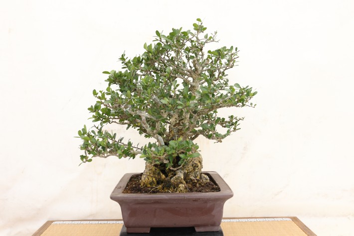 送料無料】ハリツルマサキ 沖縄 中品盆栽 A3797｜盆栽 花物実物｜浦部