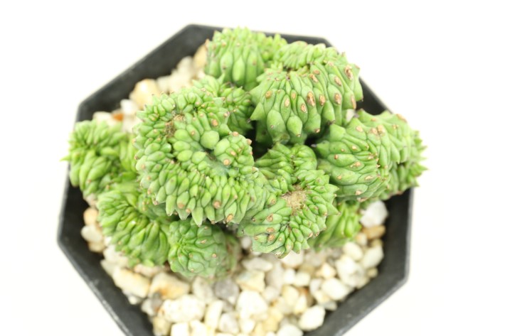 ホリダ（クリスタータ Type 2 綴化）モンスト 輸入球 A3264