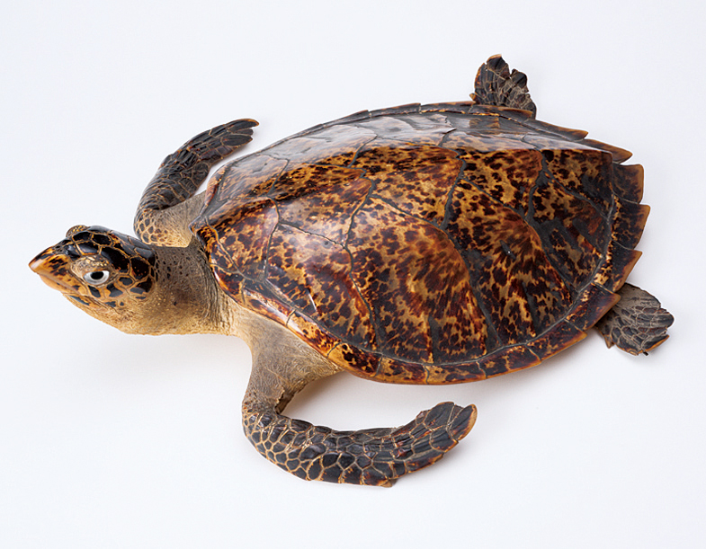 A26 タイマイの剥製