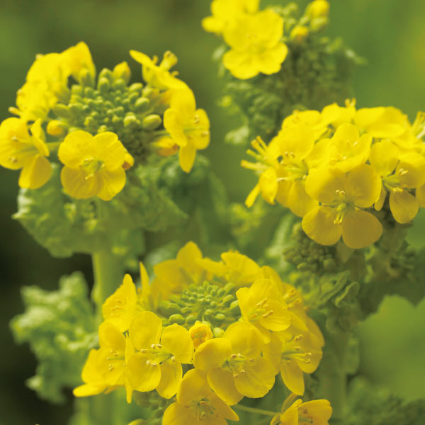 UCHIDASウチダス種子 観賞用花菜（菜の花）×5袋: 日用品