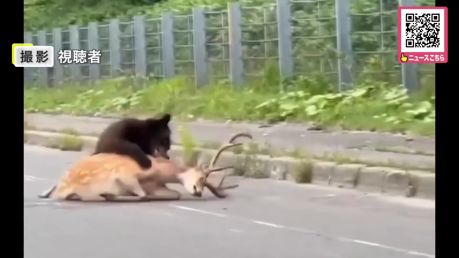 ヒグマ速報】羅臼町の国道でクマがエゾシカを襲うのを車内から撮影_