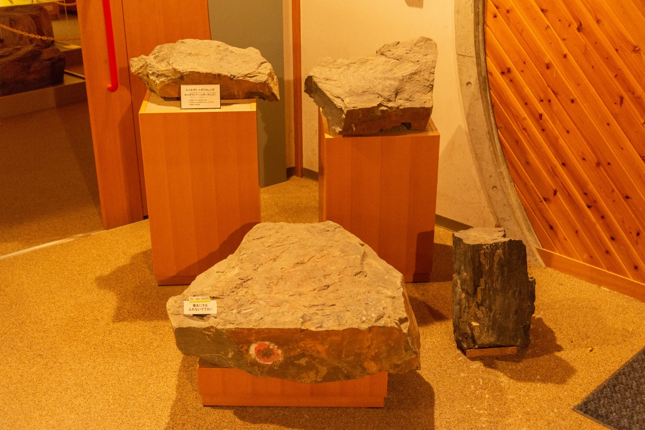 白山恐竜パーク白峰｜【公式】白山市観光・旅行情報サイト｜うらら白山人