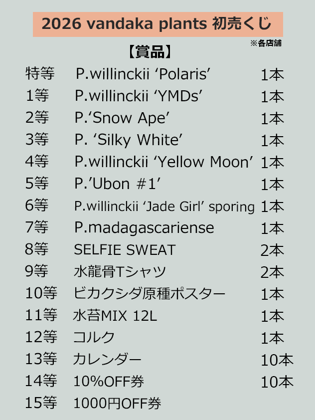 初売り2026】はじまりました！1月12日（月祝）まで - ビカクシダ