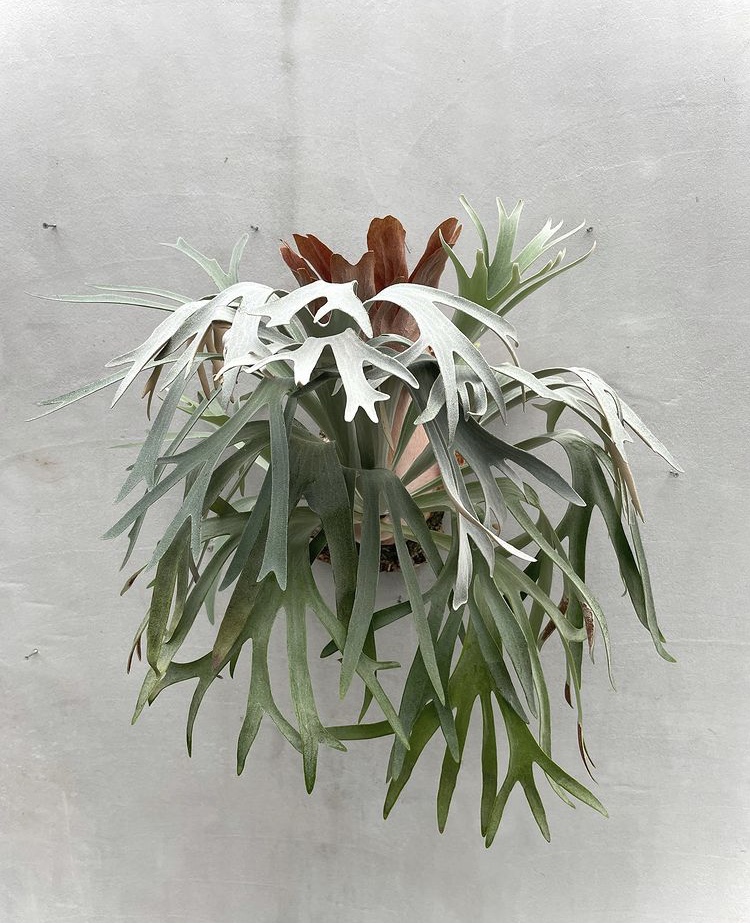 バンダカプランツ 8月京都ショウルームオープンデイ - ビカクシダ