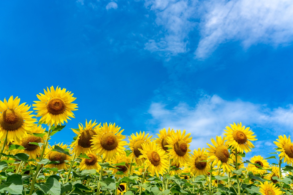 北海道の夏をパワフルに彩るひまわりを見に行こう！ ｜特集｜【公式