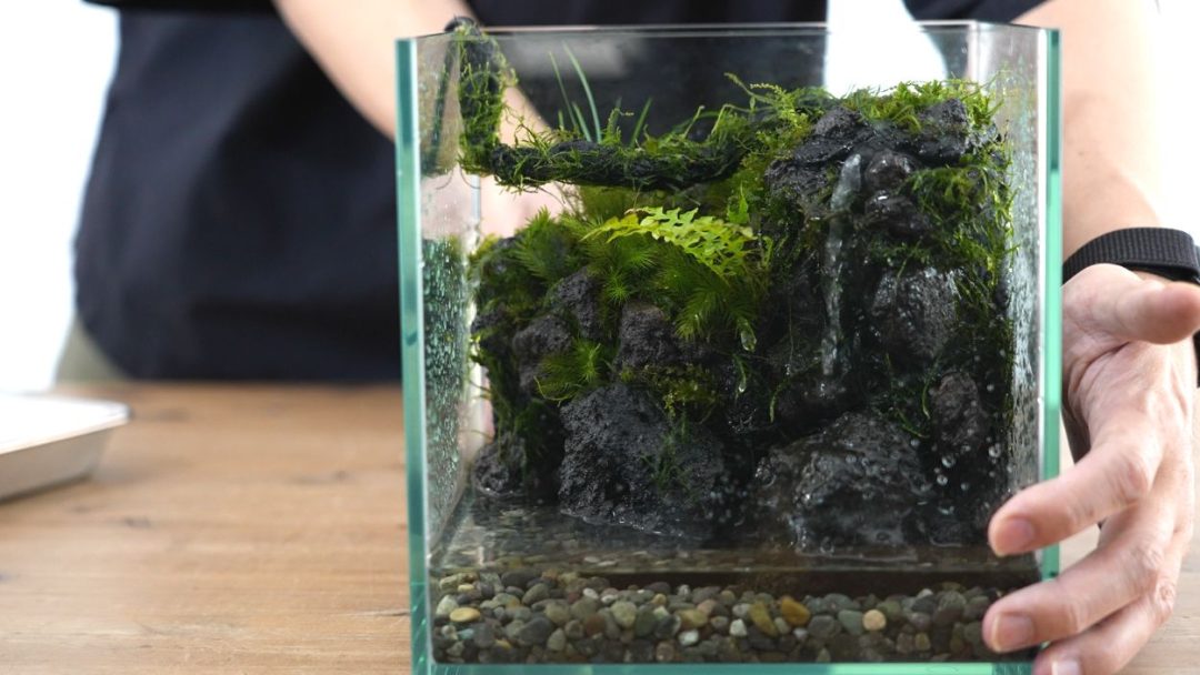 小さな滝のある苔テラリウムをつくる【20㎝CUBE水槽】 | 苔テラリウム