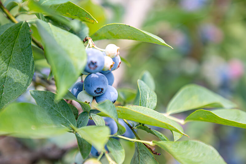 ブルーベリー狩り | 吉野ベリー