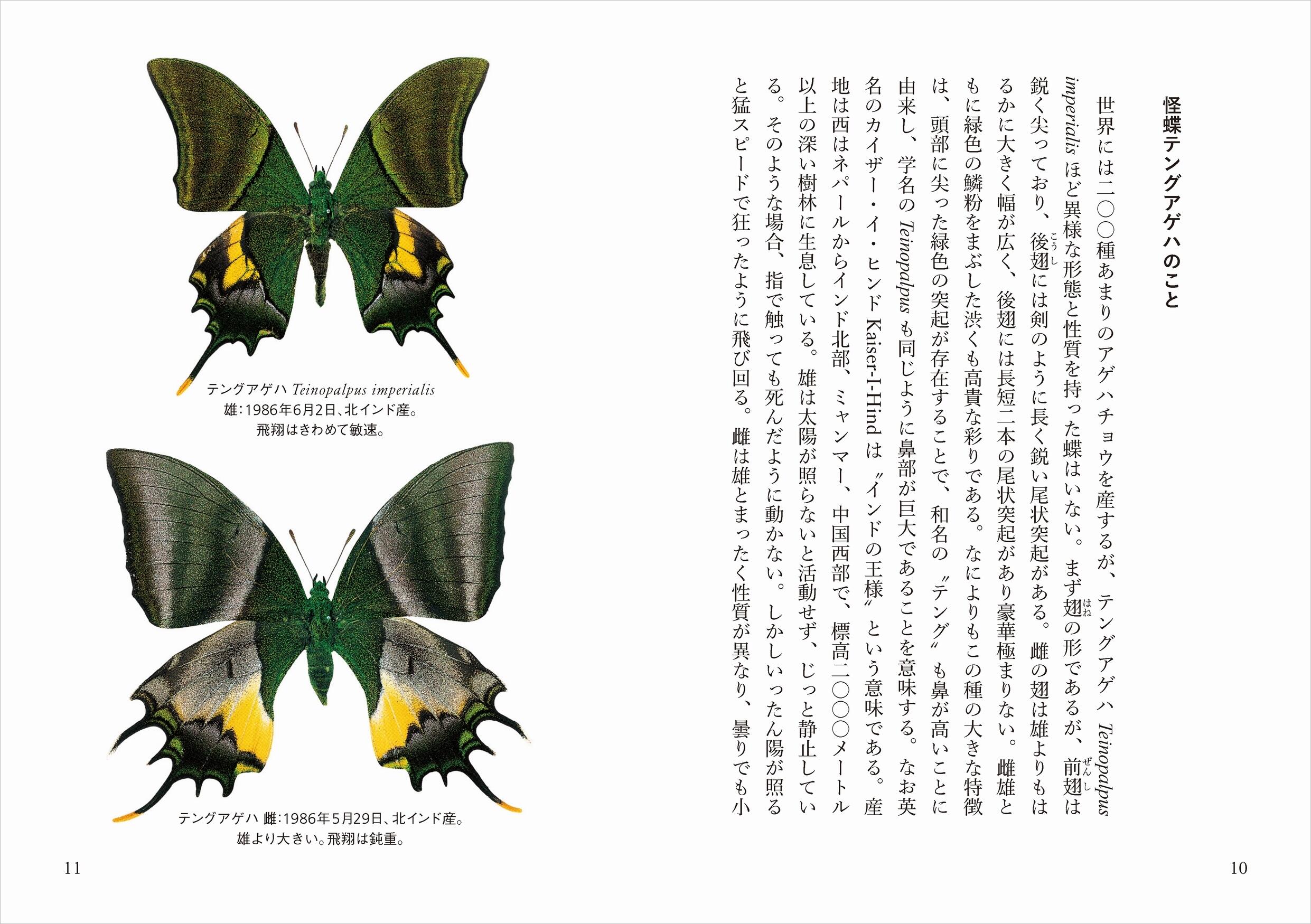 吸血ヒルの襲撃、飛行機の墜落、砂漠の熱波――未知のチョウを追う超