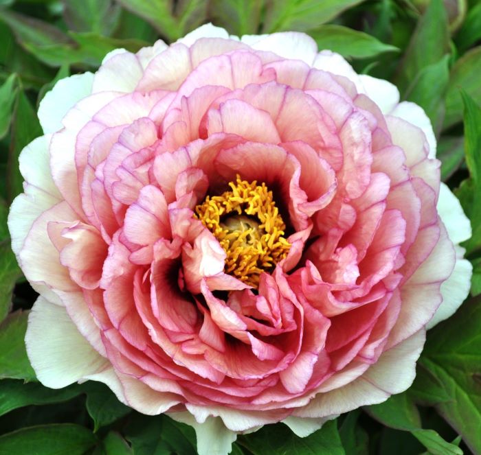 牡丹様 リクエスト プラナロム 5点 まとめ商品 星野様 リクエスト 5点