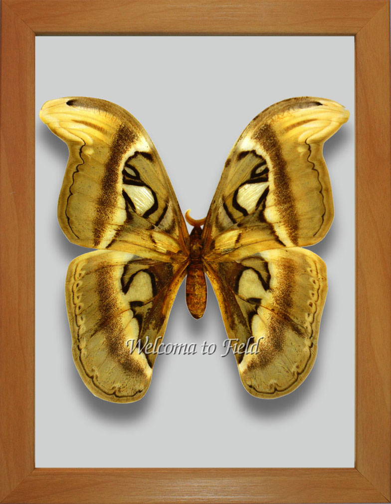 標本コレクション