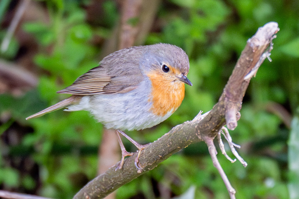 イギリスの国鳥 ヨーロッパコマドリ（ロビン） | 山形会議