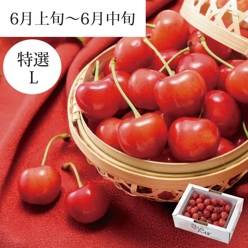 佐藤錦 特選バラ詰め 500g 山形さくらんぼ食べきりサイズ｜清川屋