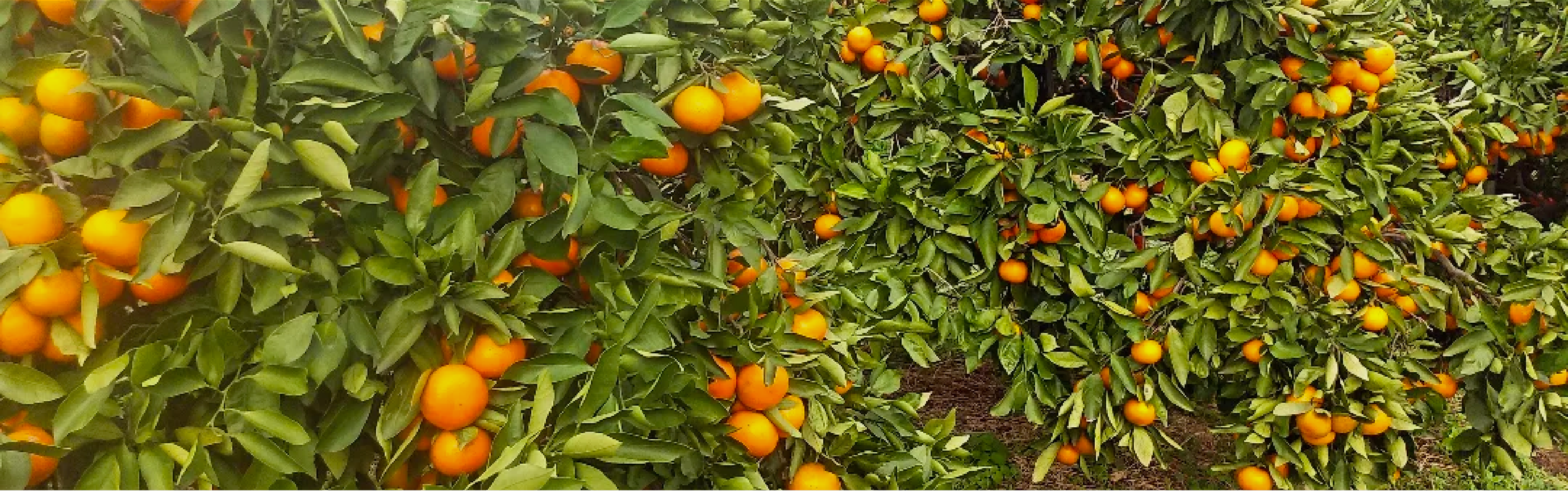栽培品種 | やすぎ観光みかん園