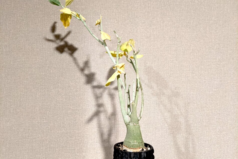 アデニア・ペチュエリー（Adenia pechuelii）の紹介 – ゆるぷ