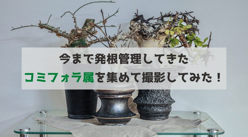 今まで発根管理してきたコミフォラ属を集めて撮影してみた！｜BOTANILIFE
