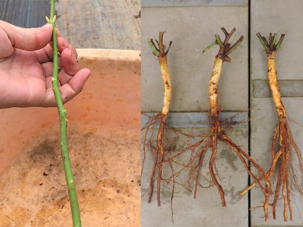 台木と穂木の関係を覚えよう！ ｜ ピーキャットローズショップ