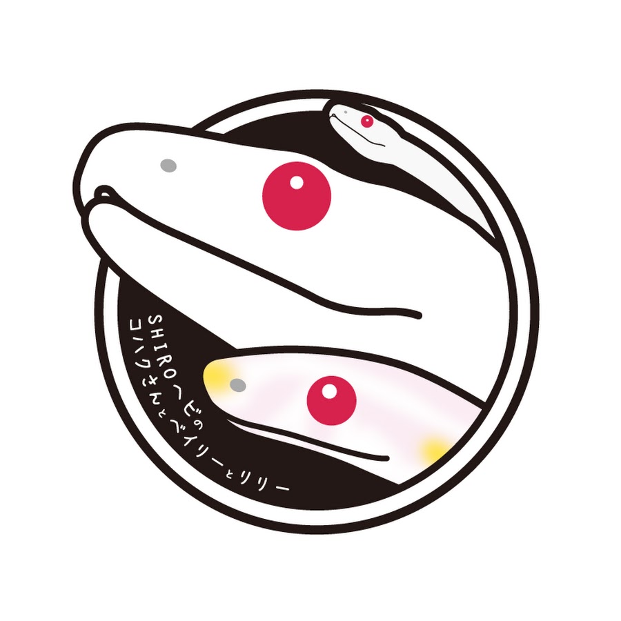 SHIROヘビのコハクさん - YouTube