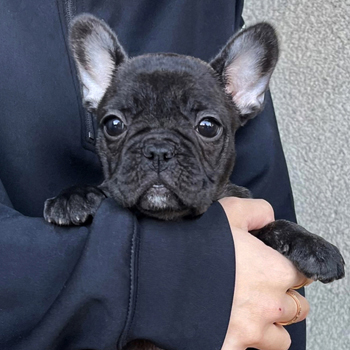 若犬 | ZAIHOO｜フレンチブルドッグ子犬販売・ウェア販売