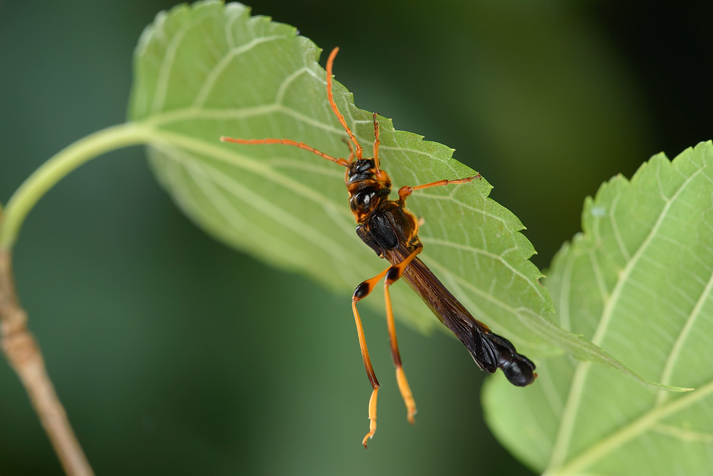 青森の蝶たち::オニホソコバネカミキリ