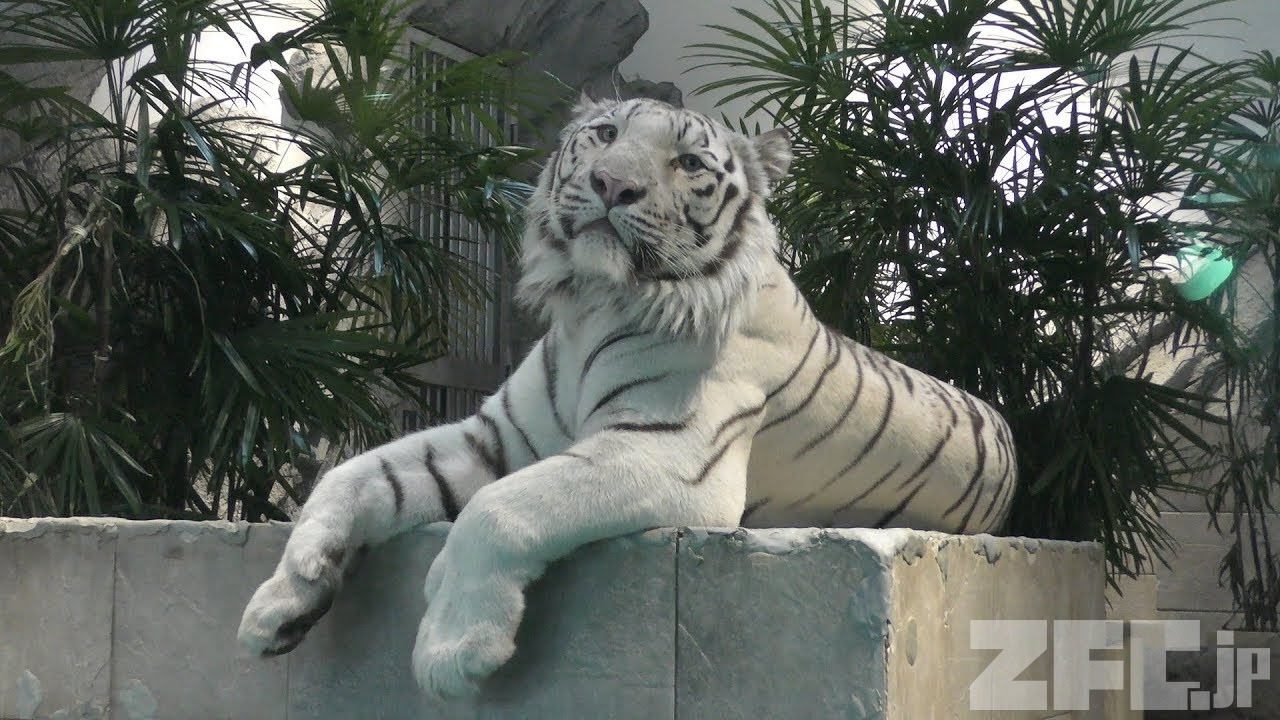ホワイトタイガー | 動物図鑑 | ZFC.jp