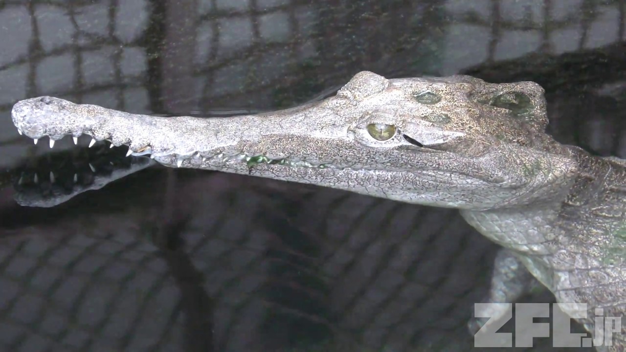 オーストラリアワニ | 動物図鑑 | ZFC.jp