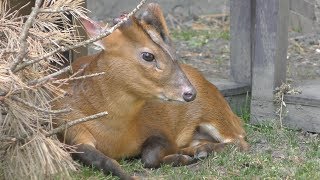 キョン | 動物図鑑 | ZFC.jp