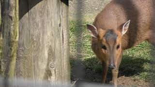 キョン | 動物図鑑 | ZFC.jp